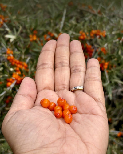 Handpicked From The Valleys Of Ladakh